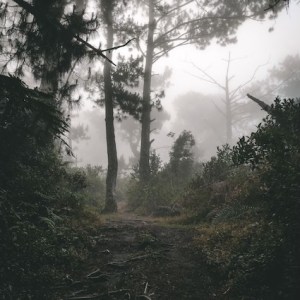 A path in the forest with fog