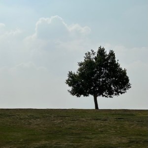 A tree standing alone